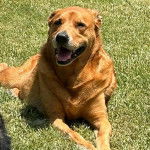 Un Rhodesian Labrador au pelage brun, allongé sur une surface herbacée et tirant la langue 