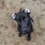 Un petit Rhodesian Labrador au pelage noire, assis sur une surface sableuse et regardant la caméra de haut