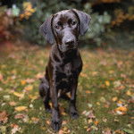Un Rhodesian Labrador au pelage noire, assis dans un jardin et regardant la caméra