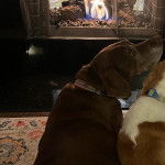 Un Rhodesian Labrador au pelage marron, assis sur un tapis et portant un collier au cou