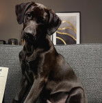 Un Rhodesian Labrador au pelage noire, assis sur un canapé et regardant la caméra