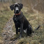 Un Rhodesian Labrador noire assis en regardant la caméra et portant un collier au cou 