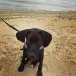 Un Rhodesian Labrador au pelage noir, assis sur une surface sableuse et qui est tenu en laisse