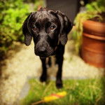 Un Rhodesian Labrador au pelage noir, regardant la caméra d'un air triste 