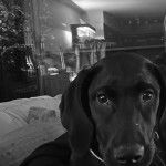 Photo montrant un Rhodesian Labrador de pelage noir regardant la caméra 