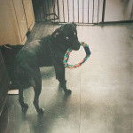 Un Rhodesian Labrador au pelage noir debout sur un sol carreler, et tenant un jouet dans la gueule