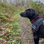 Un Rhodesian Labrador au pelage noir, portant un harnais et semblant apaiser