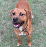 Un Rhodesian Labrador au pelage bicolore, portant un collier au cou et ayant la gueule ouverte
