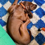 Un Rhodesian Labrador au pelage marron, allongé sur un tapis et portant un collier au cou