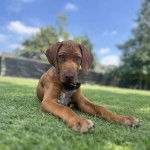 Un Rhodesian Labrador au pelage bicolore, allongé sur un terrain de foot et portant un collier 