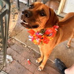 Un Rhodesian Labrador au pelage fauve, portant un collier fleurie autour du cou