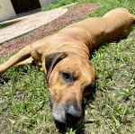 Un Rhodesian Labrador au pelage fauve, allongé sur un surface herbacée et semblant fatiguée