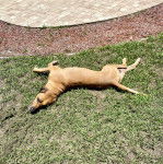 Un Rhodesian Labrador au pelage fauve, allongé sur une surface herbacée