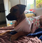 Profil d'un Rhodesian Labrador, allongé sur un lit et vêtu d'un blanc avec des motifs 