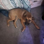 Un Rhodesian Labrador au pelage fauve, allongé sur un tapis et regardant la caméra de haut