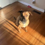 Un Rhodesian Labrador au pelage bicolore, assis sur un plancher en bois et portant un collier au cou