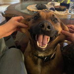 Un Rhodesian Labrador au pelage bicolore, portant un collier et jouant avec une personne