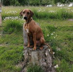 Un Rhodesian Labrador au pelage bicolore, assis sur un morceau de bois et portant un collier au cou
