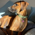 Un Rhodesian Labrador au pelage bicolore, allongé sur un lit et portant un collier au cou