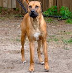 Un Rhodesian Labrador au pelage bicolore, regardant la caméra