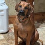 Un Rhodesian Labrador au pelage marron, assis sur un sol carreler et portant un collier au cou