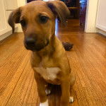Un chiot Rhodesian Labrador au pelage bicolore, assis sur un plancher en bois