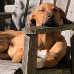 Un Rhodesian Labrador au pelage fauve, assis sur une chaise en bois et semblant dormir