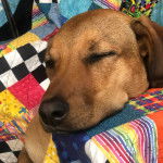 Un Rhodesian Labrador au pelage fauve, ayant la tête posé sur une couverture et semblant dormir