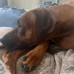 Profil d'un Rhodesian Labrador au pelage marron, allongé sur un lit