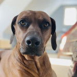 Un Rhodesian Labrador au pelage fauve, ayant le regard tourné vers le haut