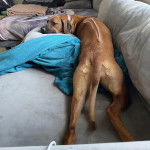 Un Rhodesian Labrador au pelage fauve, allongé sur un canapé et portant un collier autour du cou