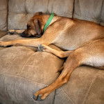 Un Rhodesian Labrador au pelage bicolore, allongé dans un canapé et portant un collier autour du cou