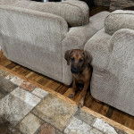 Un Rhodesian Labrador au pelage marron, portant un collier au cou et semblant coincé entre deux canapés