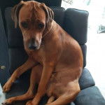 Un Rhodesian Labrador au pelage fauve, assis dans un fauteuil et regardant la caméra