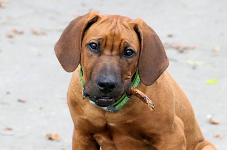 Un Rhodesian Labrador au pelage fauve sur une plage et mordant un bâton de bois