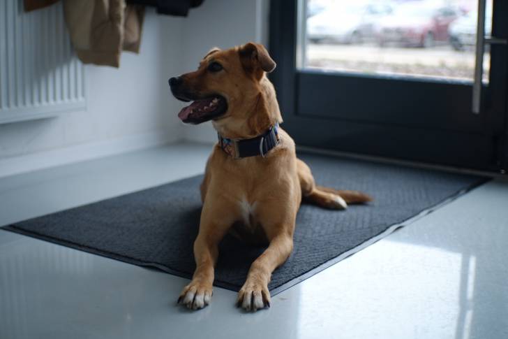 Un Rhodesian Labrador au pelage fauve, portant un collier bleu, allongé sur un paillasson