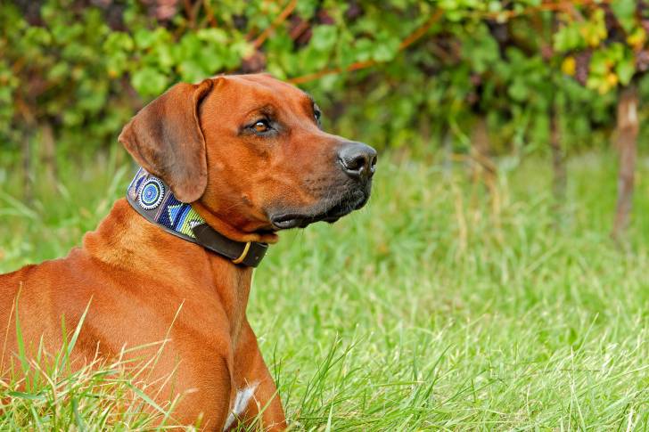 Un Rhodesian Labrador au pelage fauve, portant un collier ethnique