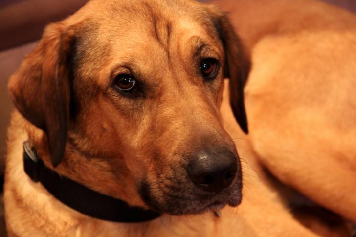 Un gros plan de la gueule d’un Rhodesian Labrador au pelage fauve, portant un collier noir