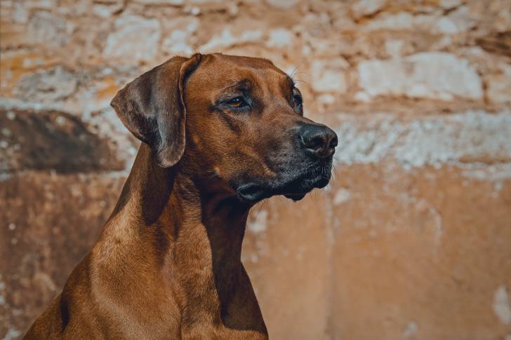 Un gros plan de la gueule d’un Rhodesian Labrador au pelage fauve