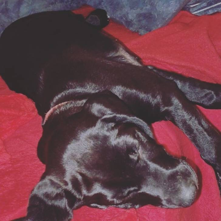 Un Rhodesian Labrador de fourrure noire allongé et qui semble endormi