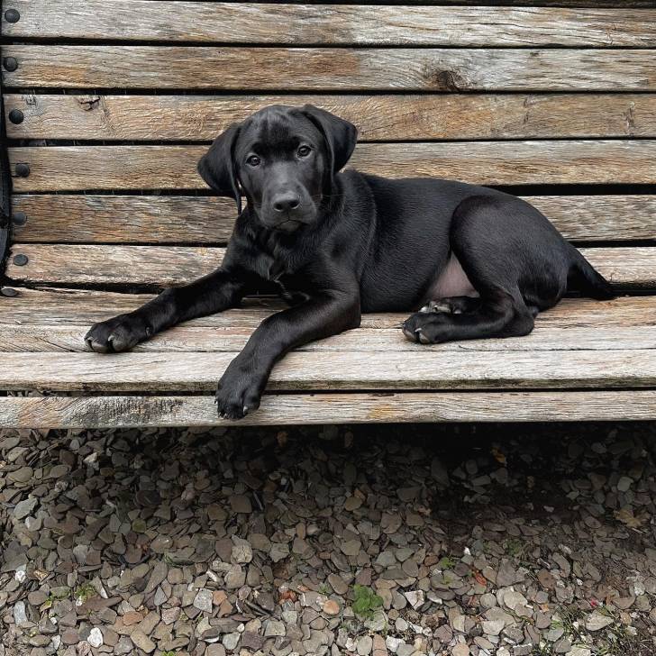 Un Rhodesian Labrador de pelage noir allongé sur un banc en regardant la caméra 