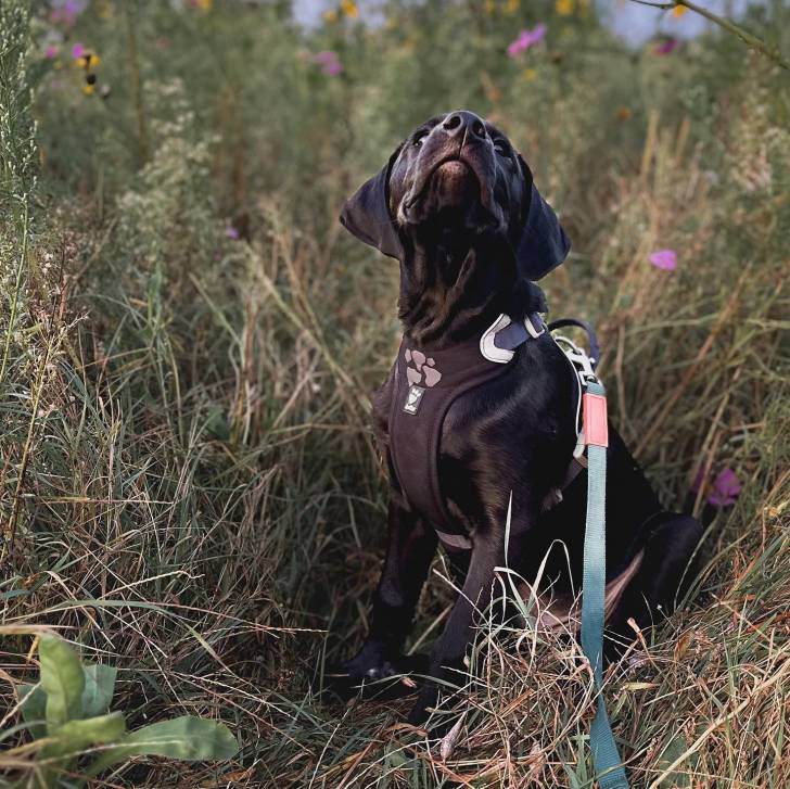 Un Rhodesian Labrador de fourrure noire assis dans une surface très herbacée et porte une laisse  