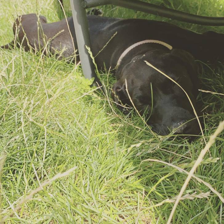 Un Rhodesian Labrador allongé sur une surface herbacée et semble endormi