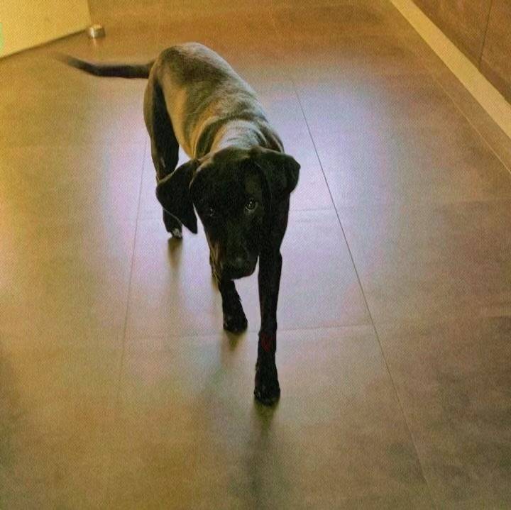 Un Rhodesian Labrador de pelage marron debout sur un sol carreler et semble détendu