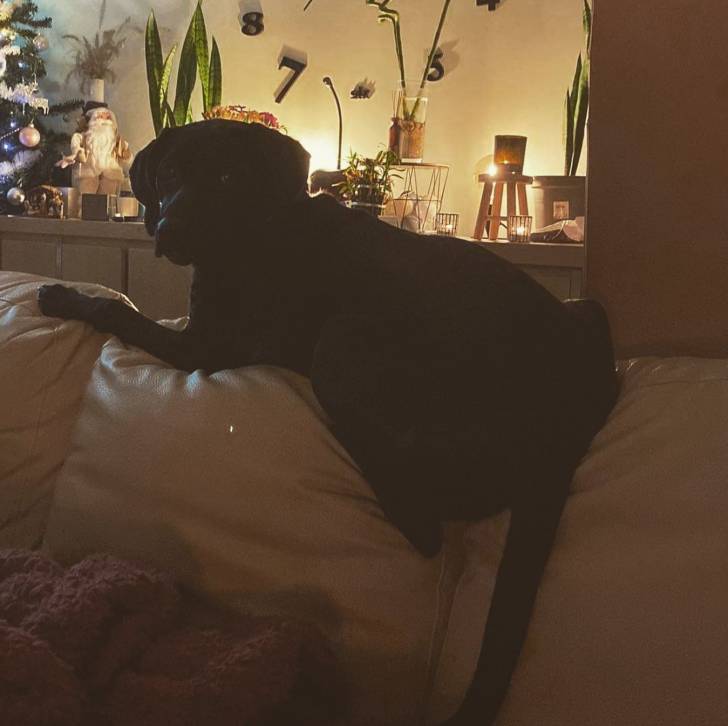 Un Rhodesian Labrador de pelage noir allongé sur un canapé tout en regardant la caméra