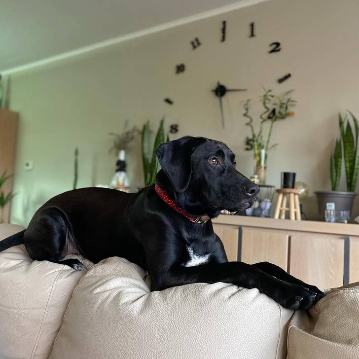 Un Rhodesian Labrador de pelage noir et blanc allongé sur un canapé et semble détendu