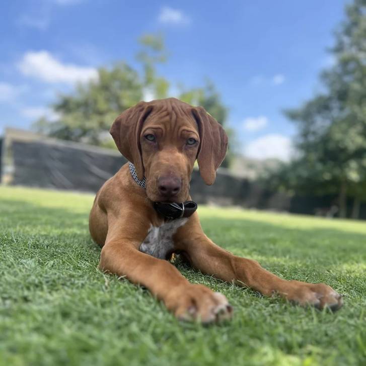 Un Rhodesian Labrador au pelage bicolore, allongé sur un terrain de foot et portant un collier 