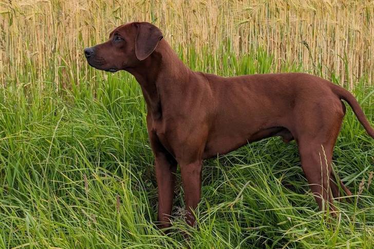 Profil d'un Rhodesian Labrador au pelage unicolore, sur une surface herbacée