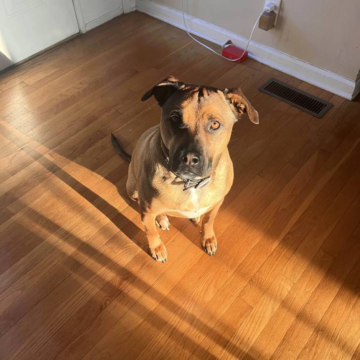 Un Rhodesian Labrador au pelage bicolore, assis sur un plancher en bois et portant un collier au cou