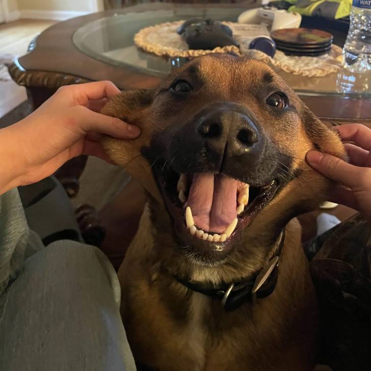 Un Rhodesian Labrador au pelage bicolore, portant un collier et jouant avec une personne